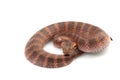 Death adder