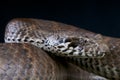 Death adder / Acanthophis antarcticus Royalty Free Stock Photo