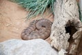 the death adder is coiled up Royalty Free Stock Photo