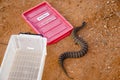 Death Adder Snake - Australia