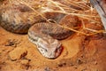 Death Adder Snake Royalty Free Stock Photo