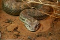 Death Adder Snake Royalty Free Stock Photo