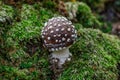The Death angel an deadly poisonous Mushroom, Scientific name:Amanita pantherina.The mushroom grows Carpathian Mountains in the