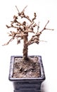 Death bonsai tree Royalty Free Stock Photo