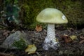 Death cap - Amanita phalloides - deadly poisonous mushroom Royalty Free Stock Photo