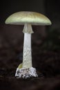 Death cap - Amanita phalloides - deadly poisonous mushroom Royalty Free Stock Photo