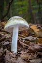 Death cap - Amanita phalloides - deadly poisonous mushroom