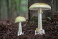 Death cap - Amanita phalloides - deadly poisonous mushroom Royalty Free Stock Photo