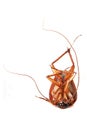 Death Cockroach Royalty Free Stock Photo