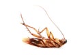 Death Cockroach Royalty Free Stock Photo