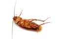 Death Cockroach Royalty Free Stock Photo