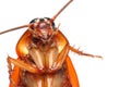 Death Cockroach Royalty Free Stock Photo