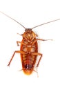 Death Cockroach Royalty Free Stock Photo
