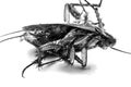Death cockroach Royalty Free Stock Photo