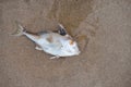 Death fish on the beach in pollution sea scape Royalty Free Stock Photo