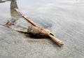 Death Fish head stuck in a stick on the shore of beach Royalty Free Stock Photo