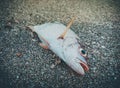 Death fish lies on the beach in pollution sea environment. Royalty Free Stock Photo
