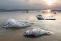 Death fish and plastic pollution environment Royalty Free Stock Photo
