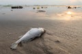 Death fish and plastic pollution environment Royalty Free Stock Photo