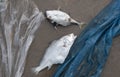 Death fish and plastic pollution environment Royalty Free Stock Photo