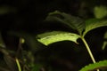 Death head hawk moth, Amboli, Sindhudurg, Maharashtra, India Royalty Free Stock Photo