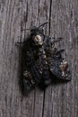 Death head hawkmoth on old wooden background