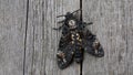 Death head hawkmoth on old wooden background