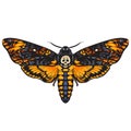 Death head hawkmoth Skull moth butterfly Halloween decoration. Hand drawn vector.