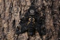 Death head hawkmoth on tree