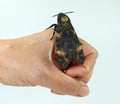 Death head moth Acherontia atropos on hand close up, sphingidae, breeding butterflies