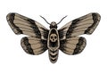 Death head moth