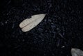 A death leaf in the black ground after a wild forest fire.