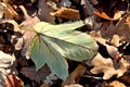 Death oak leaf on the ground