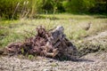 The death of olive trees due to constructing a road trees are getting brutally killed, chopped down and torned apart trashing the