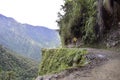 Death road, Camino de la Muerte, Yungas North Road between La Paz and Coroico, Bolivia