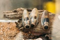 Death`s Head Cockroach Or Blaberus Craniifer Is A Cockroach, Similar To The Discoid Royalty Free Stock Photo