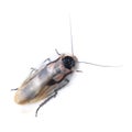 Death`s head cockroach Blaberus craniifer isolated on white Royalty Free Stock Photo