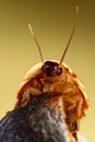 Death's head cockroach creapy and big pest insect Royalty Free Stock Photo