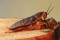 Death's head cockroach pest Royalty Free Stock Photo