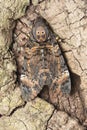 Death\'s head hawk moth, Acherontia atropos at Satara, Maharashtra Royalty Free Stock Photo