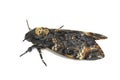 Death's-head Hawk moth Royalty Free Stock Photo