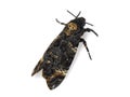 Death's-head Hawk moth Royalty Free Stock Photo