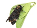Death's-head Hawk moth Royalty Free Stock Photo