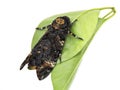 Death's-head Hawk moth