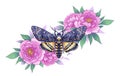 Death`s-Head Hawk Moth with Pink Peonies Royalty Free Stock Photo