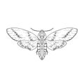 Death`s head hawk moth. Vector illustration. Isolated. Hand-drawn style Royalty Free Stock Photo