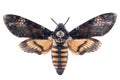 Death`s-head hawkmoth Acherontia atropos isolated on white