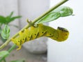Death`s-head hawkmoth caterpillar Royalty Free Stock Photo