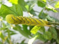 Death`s-head hawkmoth caterpillar Royalty Free Stock Photo