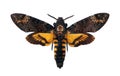 Death`s-head Hawkmoth isolated on a white. Acherontia atropos. Large rare moth.